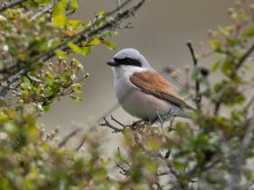 Törnskata (Lanius collurio) ♂ Öland 14 maj 2025