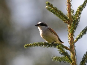 Törnskata (Lanius collurio) ♂