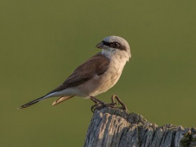 Törnskata (Lanius collurio) ♂