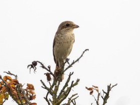 Törnskata (Lanius collurio) ♀