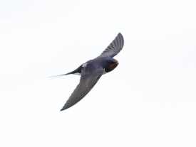 Ladusvala (Hirundo rustica) Öland 13 maj 2025
