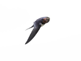 Ladusvala (Hirundo rustica) Öland 13 maj 2025