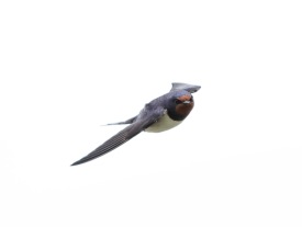 Ladusvala (Hirundo rustica) Öland 13 maj 2025