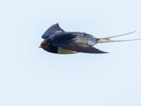 Ladusvala (Hirundo rustica) Öland 14 maj 2025