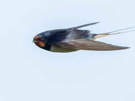 Ladusvala (Hirundo rustica) Öland 14 maj 2025