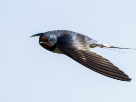 Ladusvala (Hirundo rustica) Öland 14 maj 2025