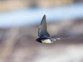Ladusvala (Hirundo rustica) Öland 14 maj 2025