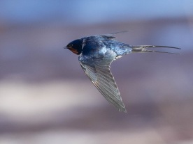 Ladusvala (Hirundo rustica) Öland 14 maj 2025