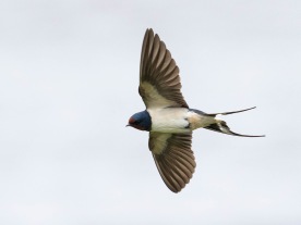 Ladusvala (Hirundo rustica) Öland 15 maj 2025