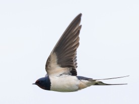 Ladusvala (Hirundo rustica) Öland 15 maj 2025