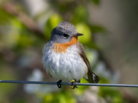 Mindre flugsnappare (Ficedula parva) Öland 14 maj 2025