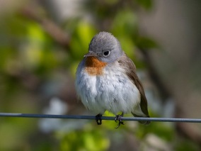 Mindre flugsnappare (Ficedula parva) Öland 14 maj 2025