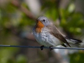 Mindre flugsnappare (Ficedula parva) Öland 14 maj 2025