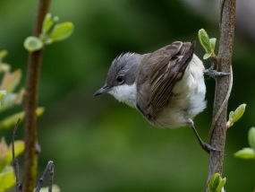 Ärtsångare (Curruca curruca)  Öland 14 maj 2025