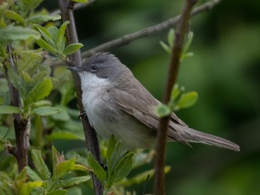 Ärtsångare (Curruca curruca)  Öland 14 maj 2025