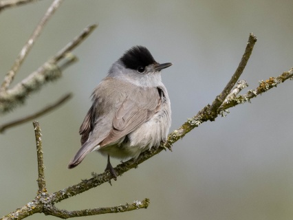 Svarthätta (Sylvia atricapilla) Öland 14 maj 2025