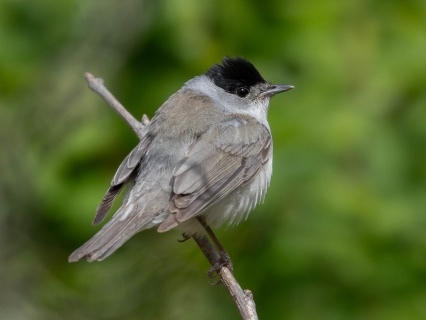 Svarthätta (Sylvia atricapilla) Öland 14 maj 2025