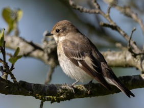 Svartvit flugsnappare (Ficedula hypoleuca) ♀ Öland 14 maj 2025
