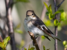 Svartvit flugsnappare (Ficedula hypoleuca) ♀ Öland 14 maj 2025
