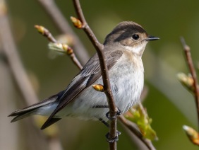 Svartvit flugsnappare (Ficedula hypoleuca) ♀ Öland 14 maj 2025