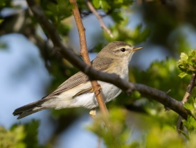 Lövsångare (Phylloscopus trochilus) Öland 13 maj 2025