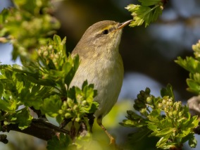 Lövsångare (Phylloscopus trochilus) Öland 13 maj 2025