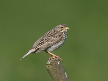 Sånglärka (Alauda arvensis) Öland 13 maj 2025
