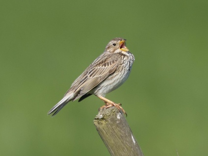 Sånglärka (Alauda arvensis) Öland 13 maj 2025