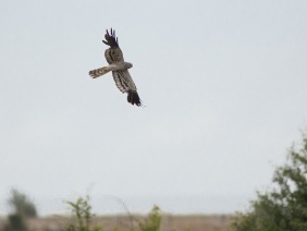 Ängshök (Circus pygargus) ♂ 29 juni 2014 Öland