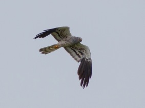 Ängshök (Circus pygargus) ♂ 29 juni 2014 Öland
