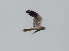 Ängshök (Circus pygargus) ♂ 29 juni 2014 Öland