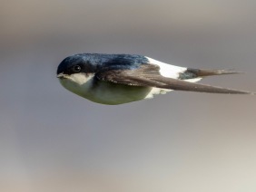 Hussvala (Delichon urbicum)  Öland 14 maj 2025