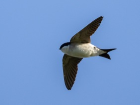 Hussvala (Delichon urbicum)  Öland 14 maj 2025
