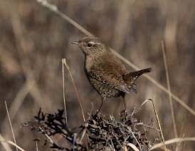 Gärdsmyg (Troglodytes troglodytes)