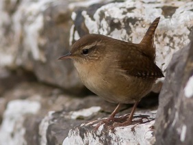 Gärdsmyg (Troglodytes troglodytes)