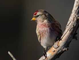 Gråsiska (Acanthis flammea) ♂