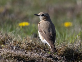  Stenskvätta (Oenanthe oenanthe)