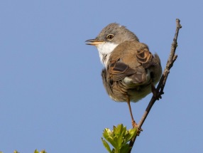 Törnsångare (Curruca communis) Öland 13 maj 2025