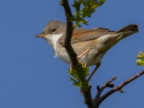 Törnsångare (Curruca communis) Öland 13 maj 2025