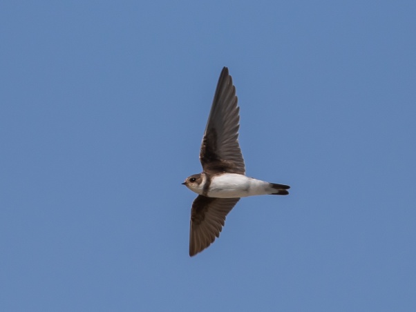Backsvala (Riparia riparia) Falsterbo 2020-09-14