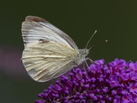 Kålfjäril (Pieris brassicae)