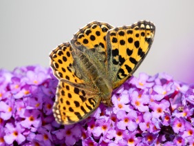 Storfläckig pärlemorfjäril (Issoria lathonia)