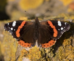 Amiral (Vanessa atalanta)