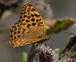 Silverstreckad pärlemorfjäril (Argynnis paphia)