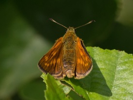 Ängssmygare (Ochlodes sylvanus)