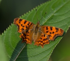 Vinbärsfuks (Polygonia c-album)