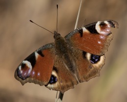 Påfågelöga (Aglais io)