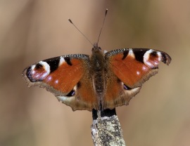 Påfågelöga (Aglais io)