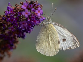 Kålfjäril (Pieris brassicae) 