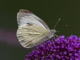 Kålfjäril (Pieris brassicae) 